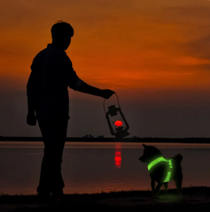 Harnais LED BrightTrail pour chien