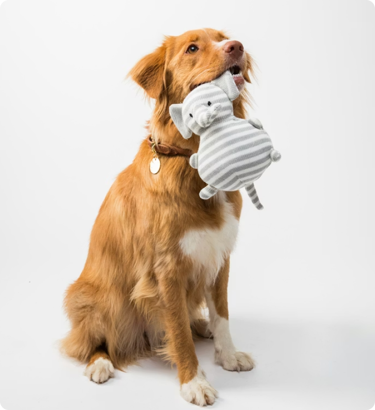 Dog holding a toy