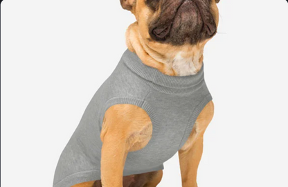 Dog wearing a gray sweater on a white background