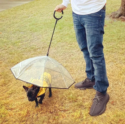 Person holding a transparent dog umbrella over a small dog on grass