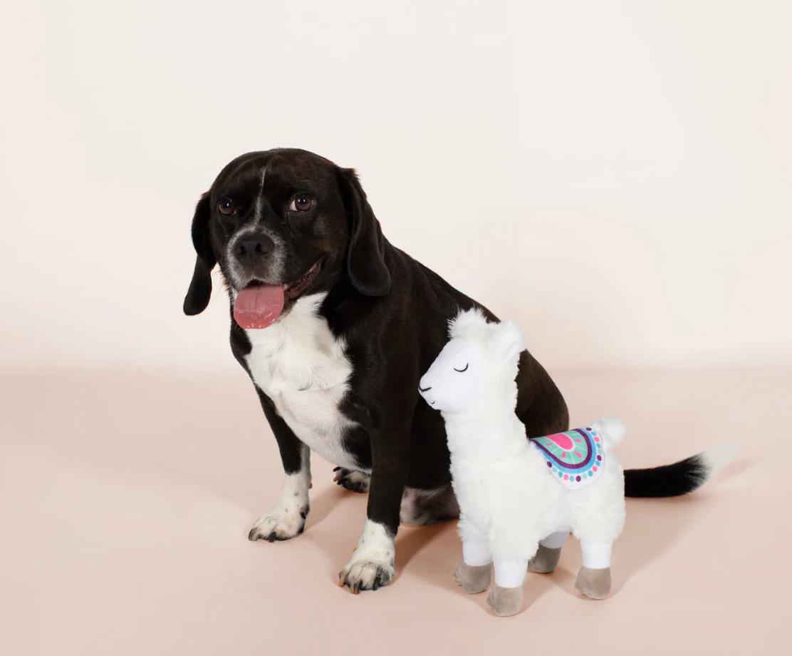 Dog sitting next to a plush llama toy on a beige background