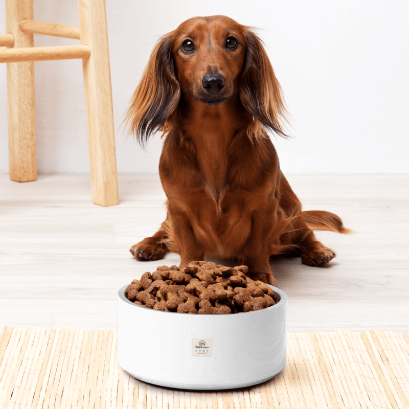 Dog sitting next to a bowl of dog food on a light wooden floor.