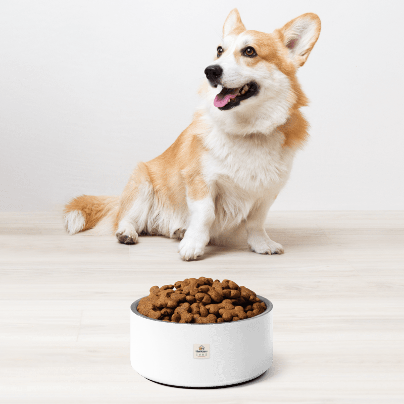 Dog sitting next to a bowl of dog food on a plain background