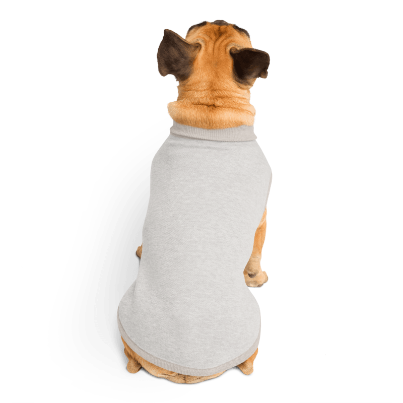 Dog wearing a gray sweater on a white background