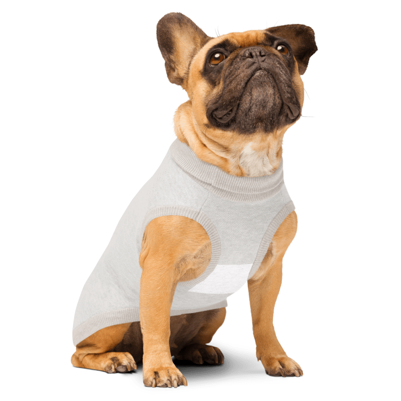 Dog wearing a light gray tank top on a white background